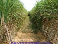 Hukum Plasma 20% Wajib Diberikan Pada Masyarakat Sekitar