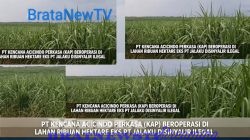 Konflik Agraria Eks HGU PT JALAKU : Aset Di Rampas – Pemda dan APH : Lampung Utara Tidur!