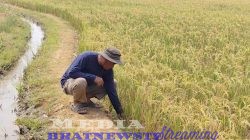 Petani Cirebon Rasakan Manfaat Program Prabowo, Pompanisasi Jaga Sawah Tetap Produktif di Musim Kemarau