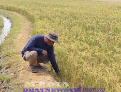 Petani Cirebon Rasakan Manfaat Program Prabowo, Pompanisasi Jaga Sawah Tetap Produktif di Musim Kemarau