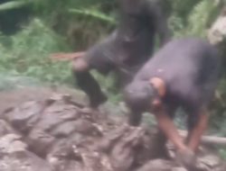 MASIF HANTU GURANDIL DI PONGKOR: 11 TAHUN PASCA “PEMBERSIHAN TOTAL”, LUBANG ILEGAL CIGUHA MASIH AKTIF