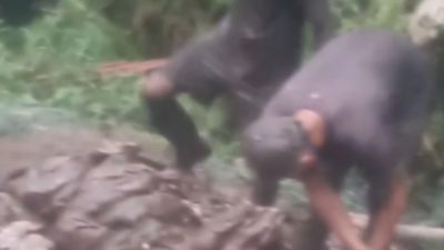 MASIF HANTU GURANDIL DI PONGKOR: 11 TAHUN PASCA “PEMBERSIHAN TOTAL”, LUBANG ILEGAL CIGUHA MASIH AKTIF