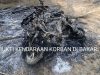 POLSEK SEPUTIH SURABAYA DICURIGAI TAKUT SAMA PREMAN